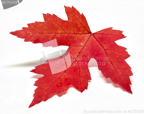 Image of Colored leaf in autumn