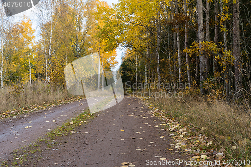 Image of Dirt road with glowing aspen trees