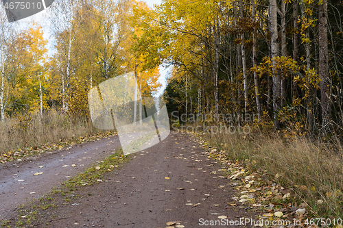 Image of Dirt road with glowing aspen trees