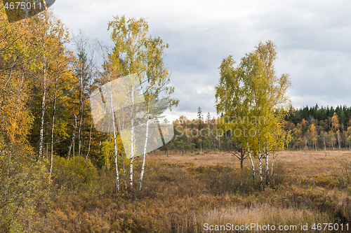 Image of Marshland in beautiful fall colors