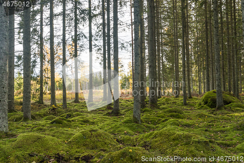 Image of Moss covered forest ground in a spruce forest