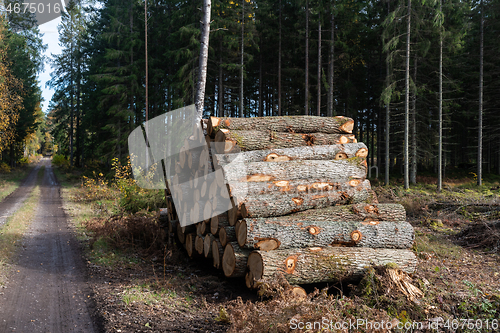 Image of Oak tree logpile by roadside