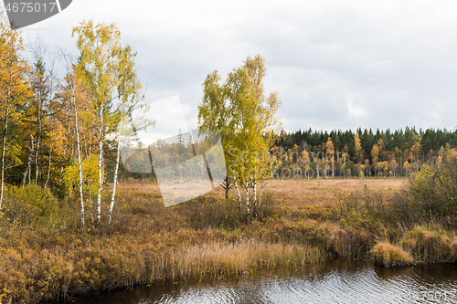 Image of Fall season in a marshland