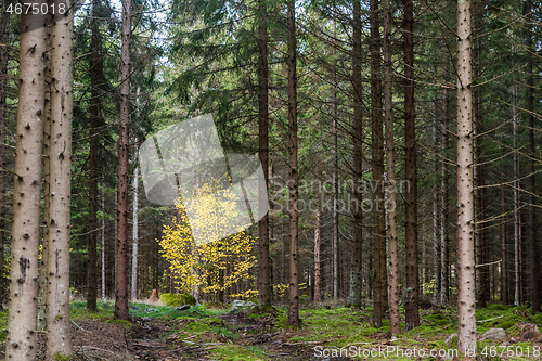 Image of Glowing birch tree in a spruce forest