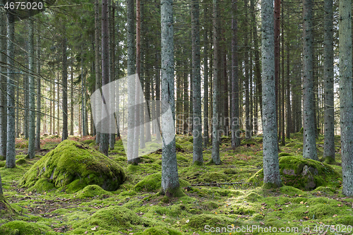 Image of Green mossy spruce tree forest