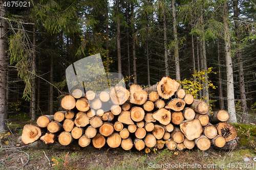 Image of Woodpile in a spruce forest