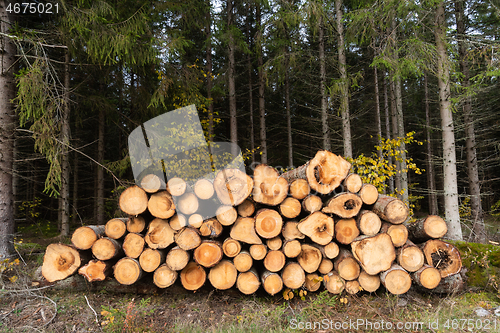Image of Woodpile in a spruce forest