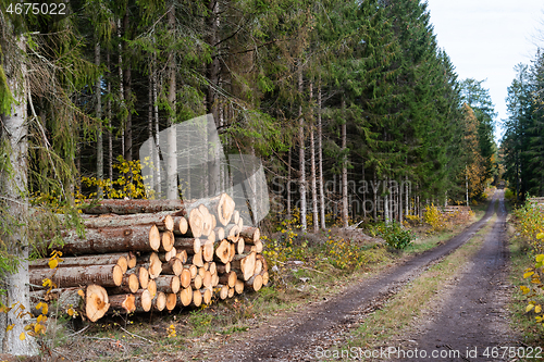 Image of Logpile by roadside in fall season