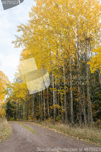 Image of Glowing aspen trees by roadside