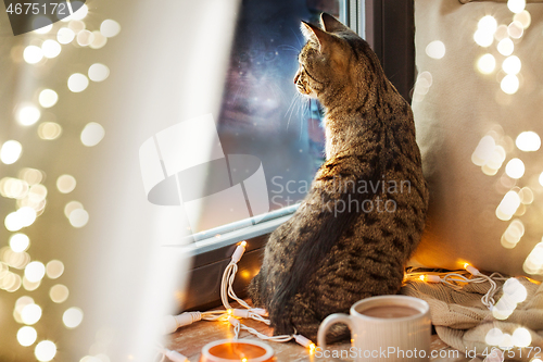 Image of tabby cat looking through window at home