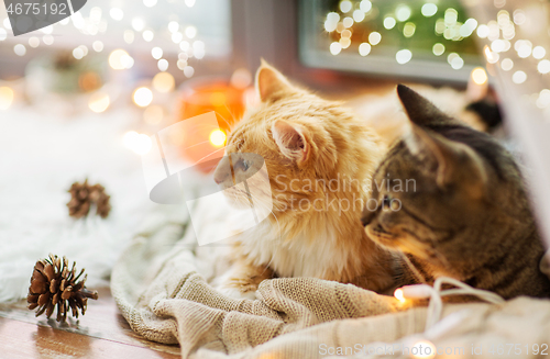 Image of two cats lying on window sill with blanket at home