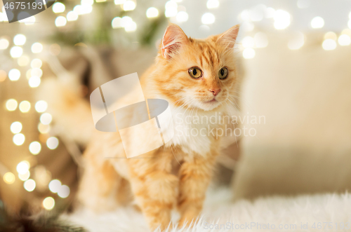 Image of red tabby cat on sofa with sheepskin at home