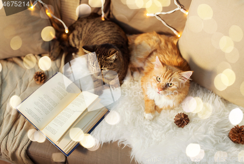 Image of two cats lying on sofa with book at home