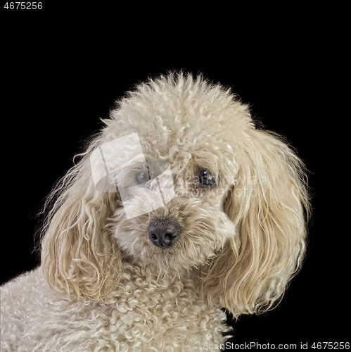 Image of Apricot Medium Poodle Cutout