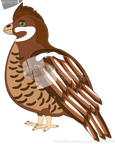 Image of Timber bird hazel grouse on white background is insulated