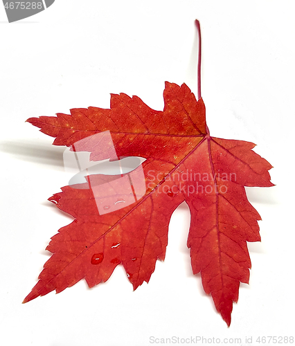 Image of Colored leaf in autumn