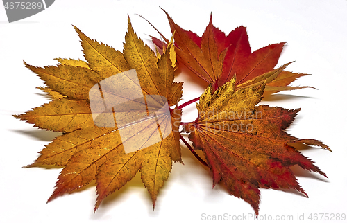 Image of Colored leaf in autumn