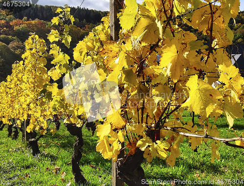 Image of Vineyard in autumn