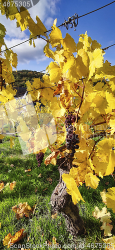 Image of Vineyard in autumn