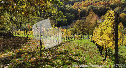 Image of Vineyard in autumn