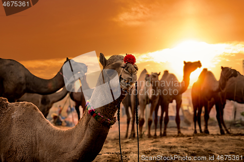 Image of Camels at the Pushkar Fair, also called the Pushkar Camel Fair o