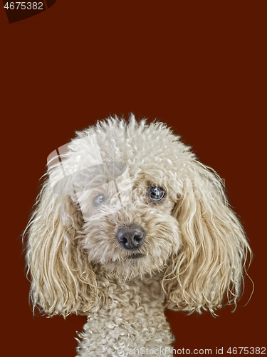 Image of Apricot Medium Poodle Cutout