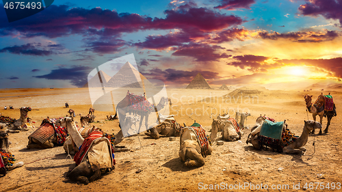 Image of Camels in sandy desert