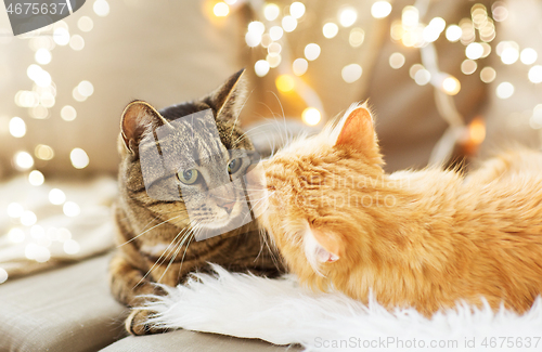 Image of two cats lying on sofa with sheepskin at home