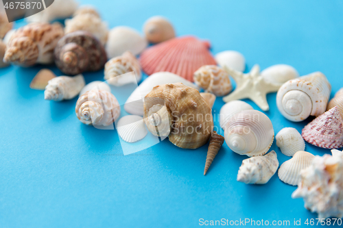 Image of different sea shells on blue background