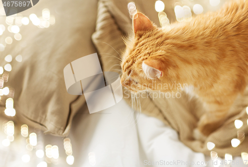 Image of red tabby cat at home in bed