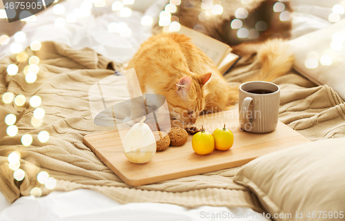 Image of red tabby cat sniffing food on bed at home