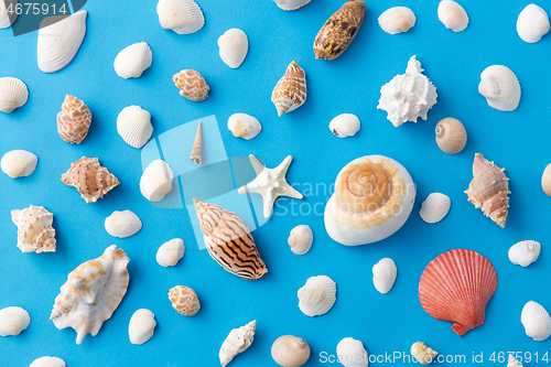 Image of different sea shells on blue background