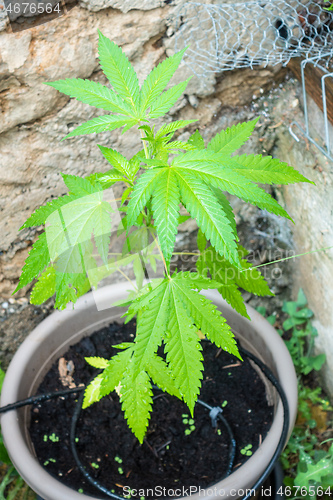 Image of young cannabis plant