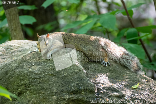 Image of little sweet squirrel on a rock