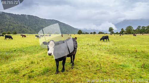 Image of lush landscape with cows