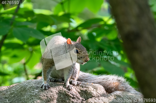 Image of little sweet squirrel on a rock