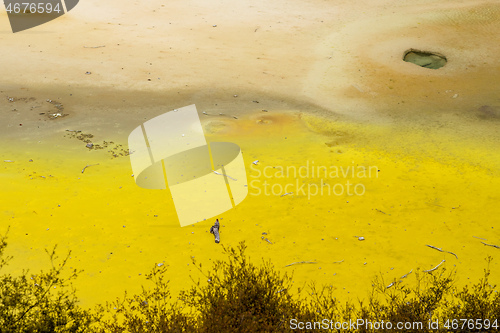 Image of geothermal activity at Rotorua in New Zealand