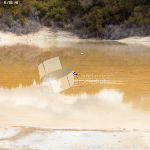 Image of Pied Stilt in New Zealand standing in water