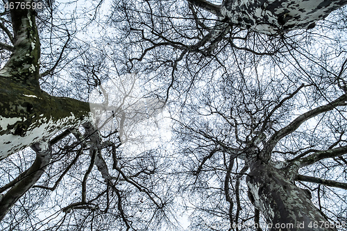 Image of a leafless tree in the sky