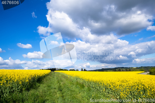 Image of rape field spring background