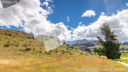 Image of big tree landscape New Zealand south island