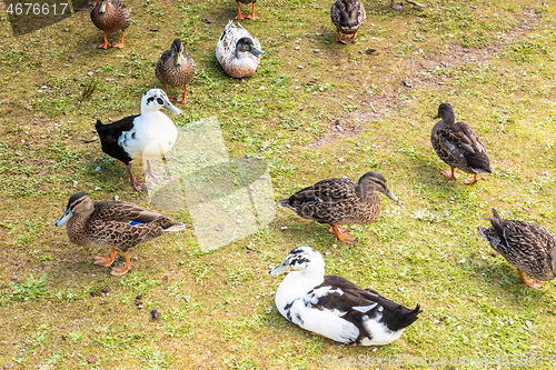 Image of group of wild ducks in New Zealand