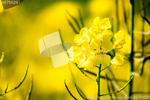 Image of rape field spring background