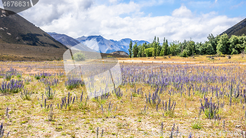 Image of Landscape scenery in south New Zealand