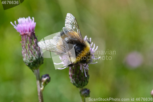 Image of Buff-tailed bumblebee (Bombus terrestris) on flower