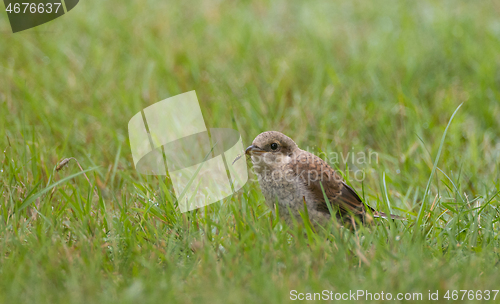 Image of Red-backed Shrike (Lanius collurio) female