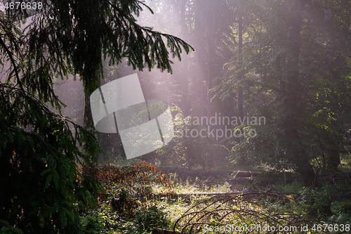 Image of Sunbeam entering rich deciduous forest