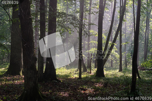 Image of Misty sunrise morning in deciduous forest