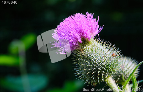 Image of Spear Thistle(Cirsium Vulgare) flowering close up
