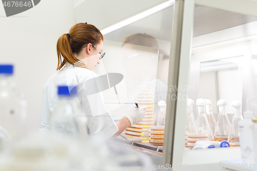 Image of Female scientist working with bacteria in laminar flow at corona virus vaccine development laboratory research facility.